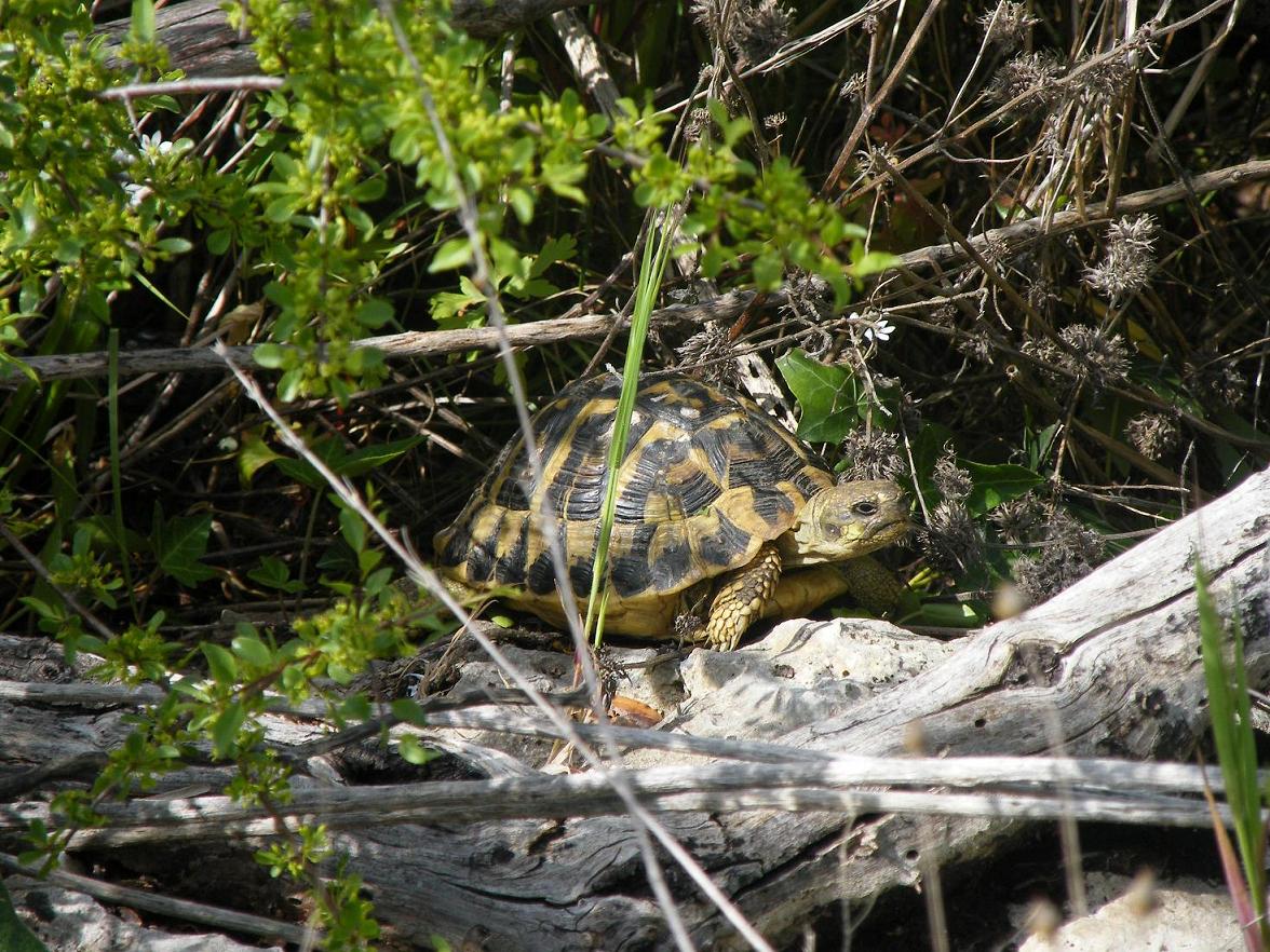 serpenti vari e tarta